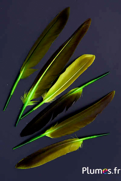 Oie Lame - 12-18 cm - lime-café